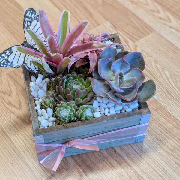 PL 1 Pink succulent mix