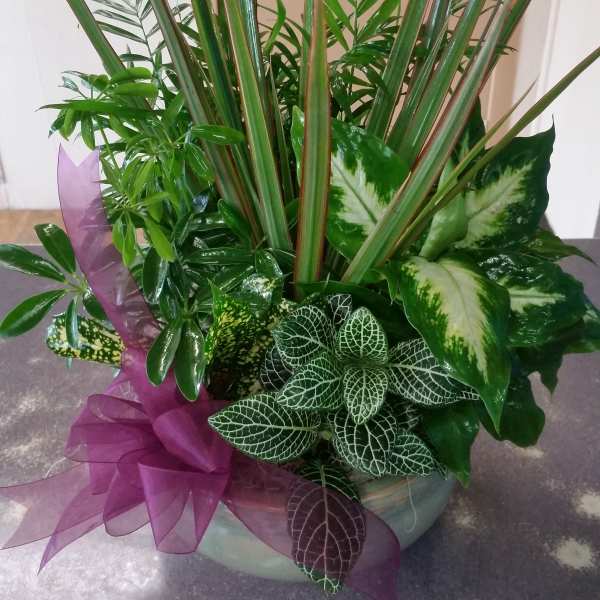 Dish Garden