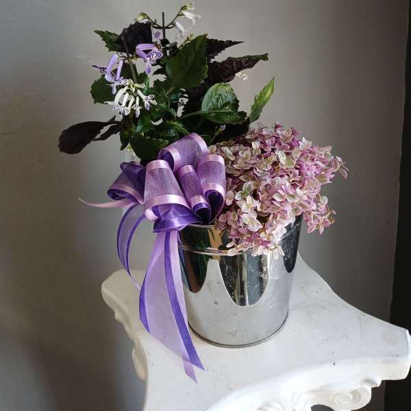 Pink lady + Mona lavender PL11