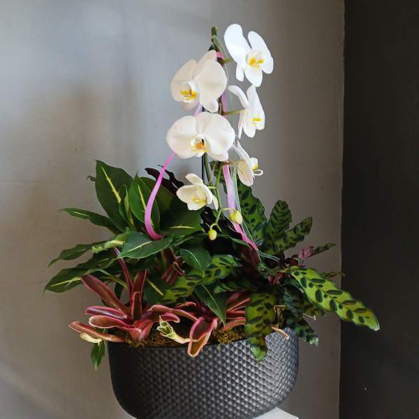 Orchid + green plant mix PL17