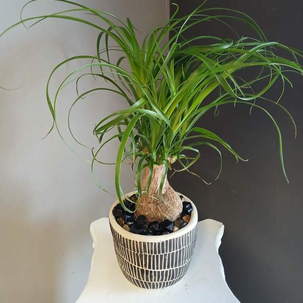 Ponytail palm PL10