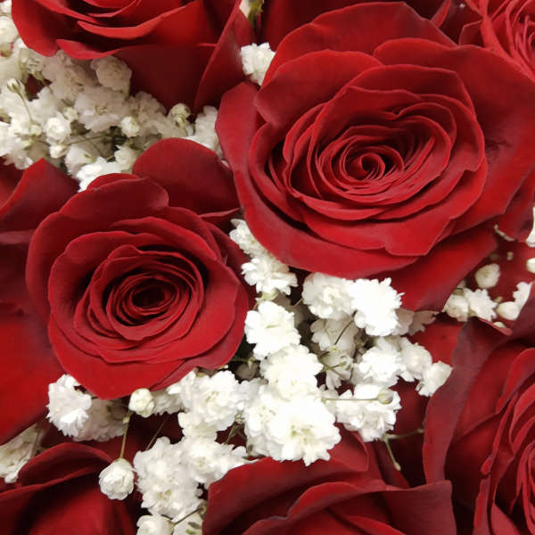 Close-up bouquet of red roses with white baby's breath