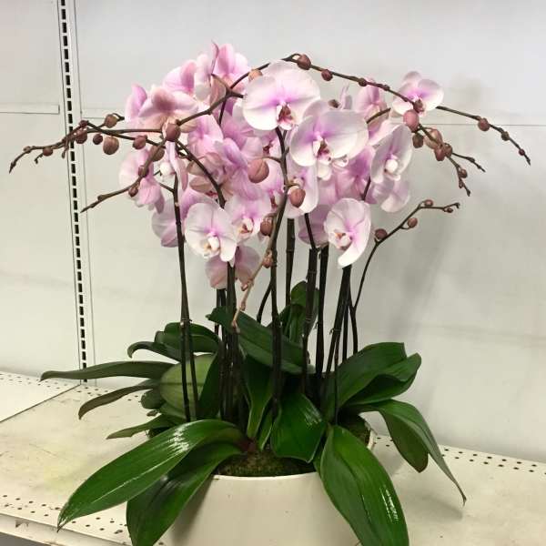 Pink Goodness