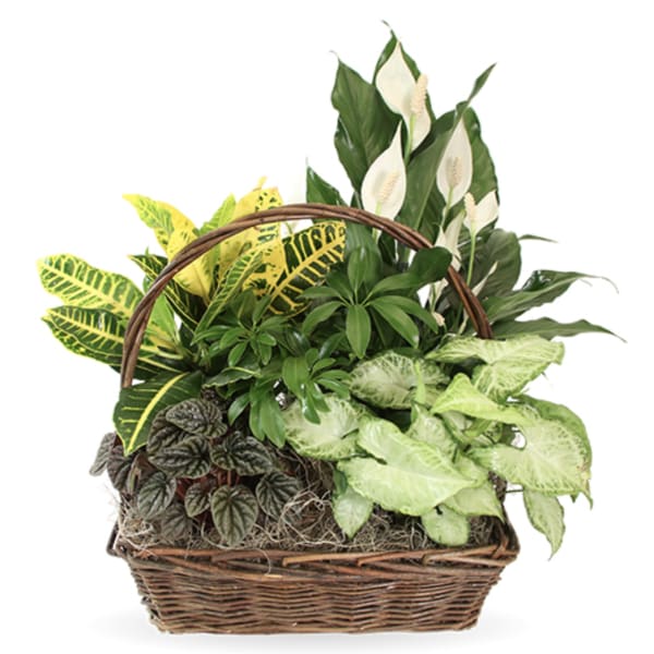 Abundant Greens