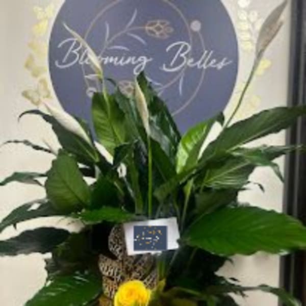 Sympathy Peace lily