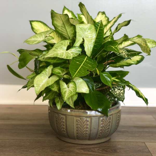 Ceramic Dishgarden