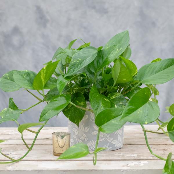 Potted green houseplant with trailing vines in a patterned container