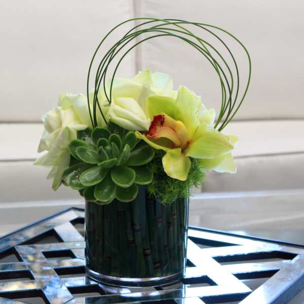 Swooping Succulent