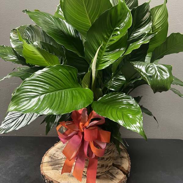 Lush green potted plant in a wicker basket with a ribbon bow