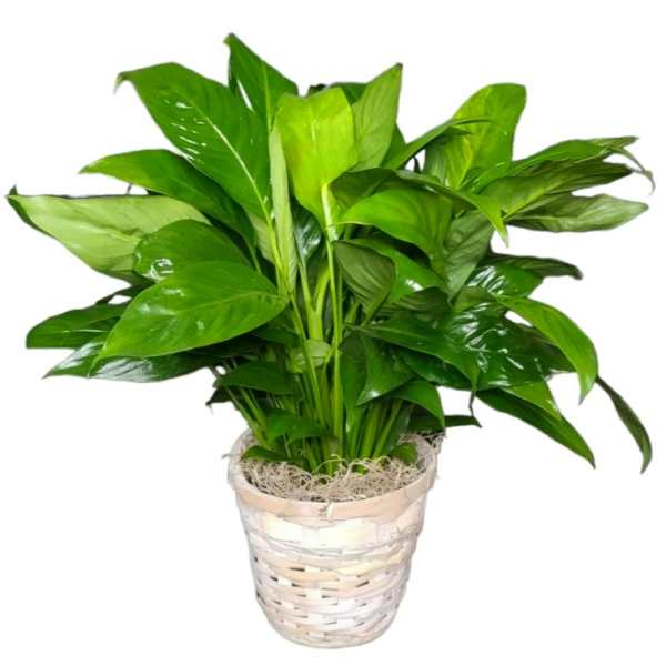 Potted green houseplant in a woven basket planter