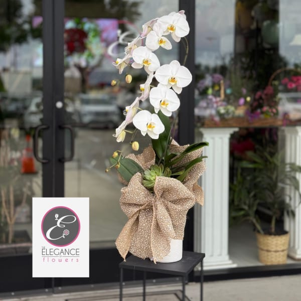 Orchid Arrangement #18