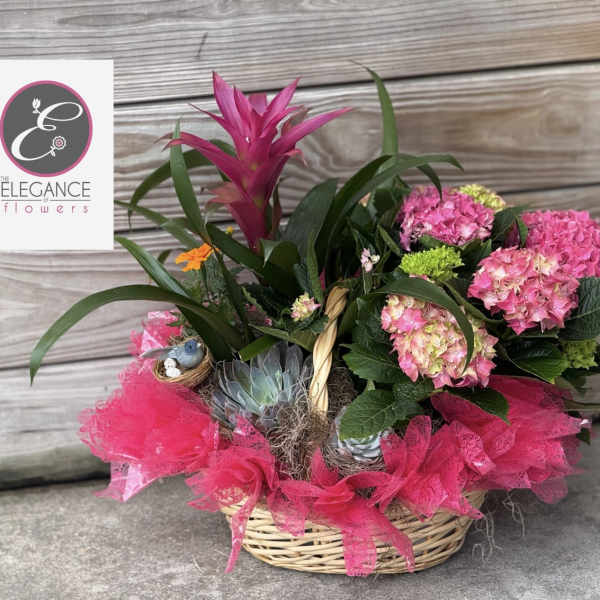 Plant Basket #2