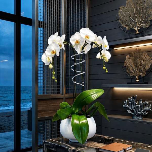 White Phalaenopsis Orchid Arrangement – Double Stem Luxury Design