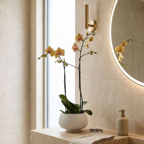 Peach Phalaenopsis Orchid Arrangement – Double Stem Elegant Design