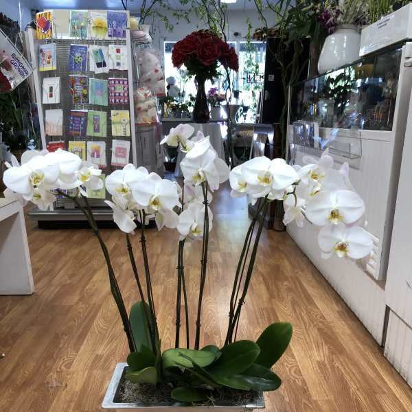 White orquids