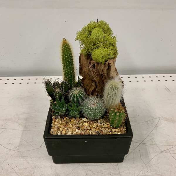 Dark Succulent