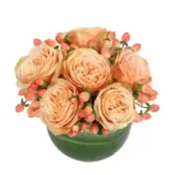 Cozy Coral Rose