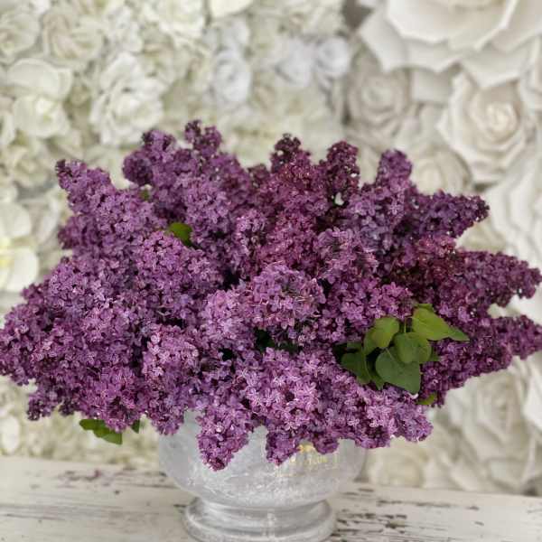 Lilac Purple