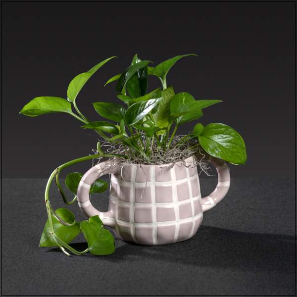 Polly Pothos