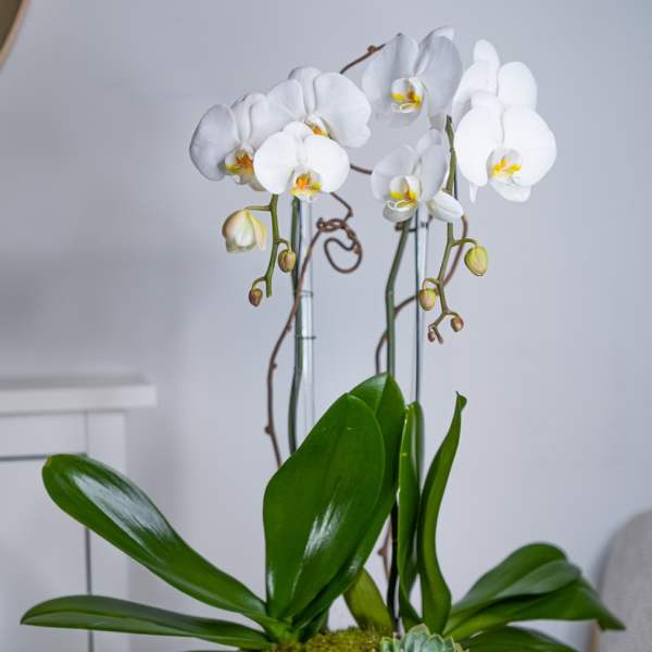 Philosophy Orchids
