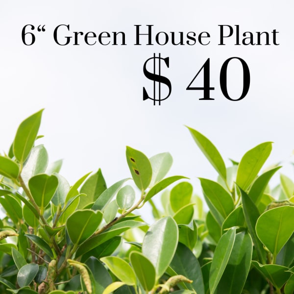 Green house plant with glossy leaves on a white background