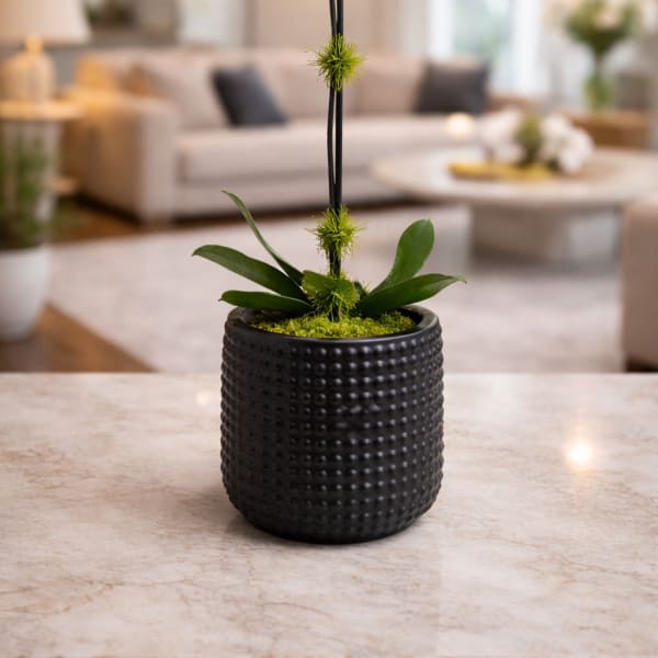 Ivory Bloom Orchid