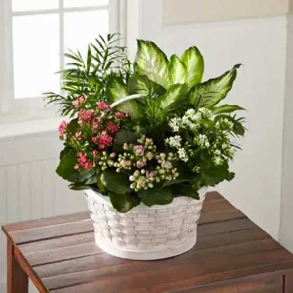 Potted green plants with small pink and white flowers in a white basket on a wooden table.