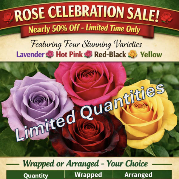 1/2 Dozen Roses - Rose Celebration Sale June 23rd - 28th! *Please select Rose Color in Special Instructions during checkout.
