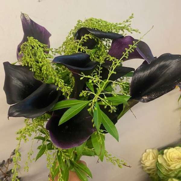 calla Lily