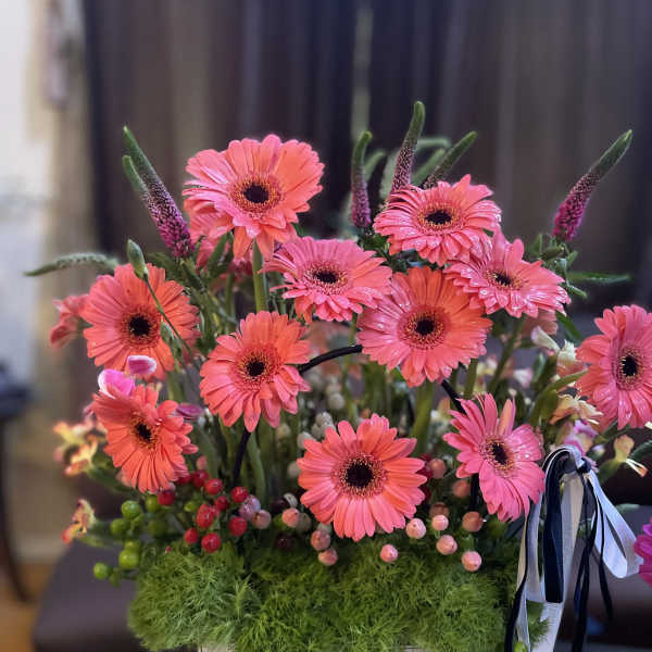 Pink gerbera daisies arranged in a white box with green moss