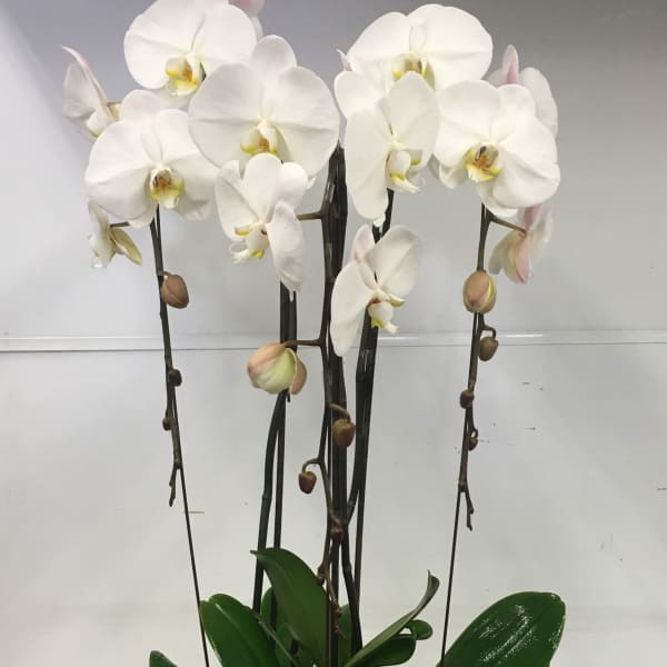 White Triplet