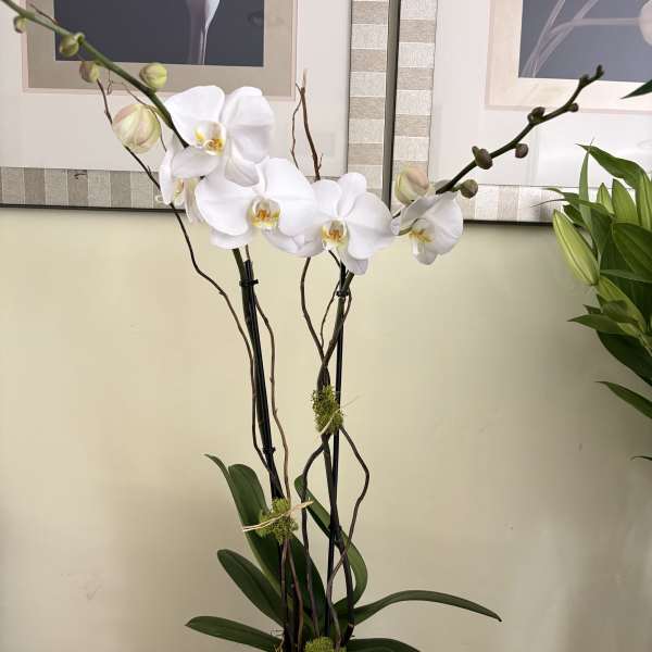 Potted Phalenopsis