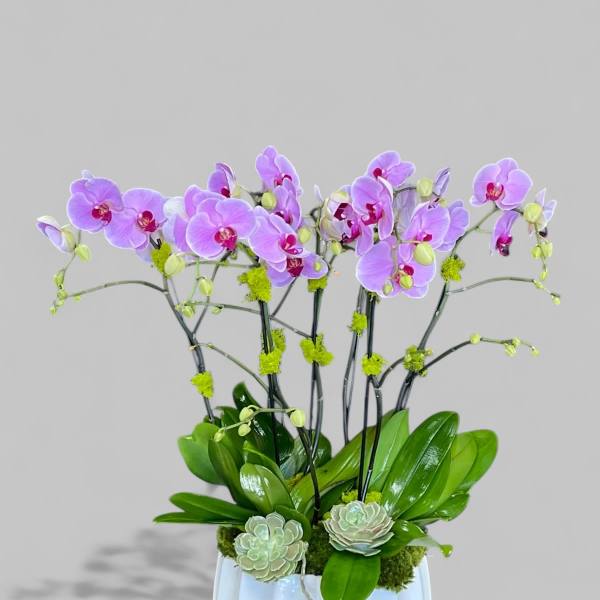 Purple Passion