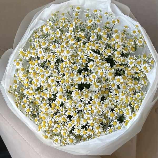 Camomile cloud