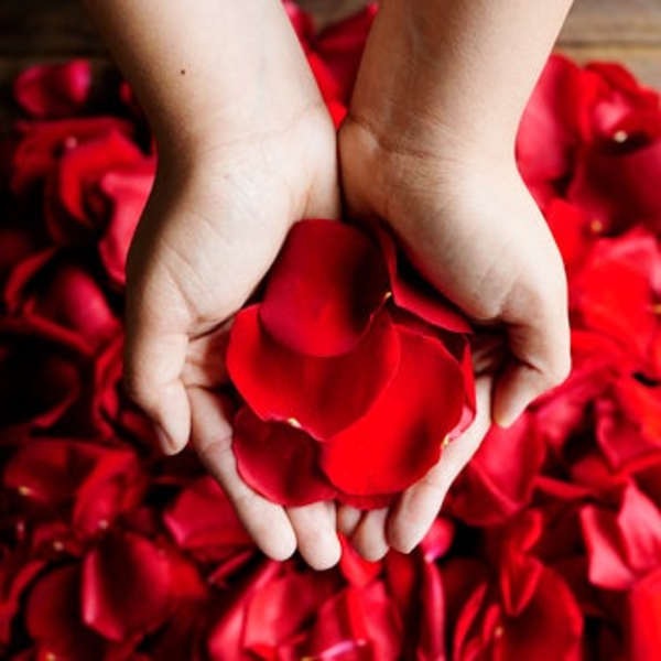 Hands holding red rose petals over a bed of petals