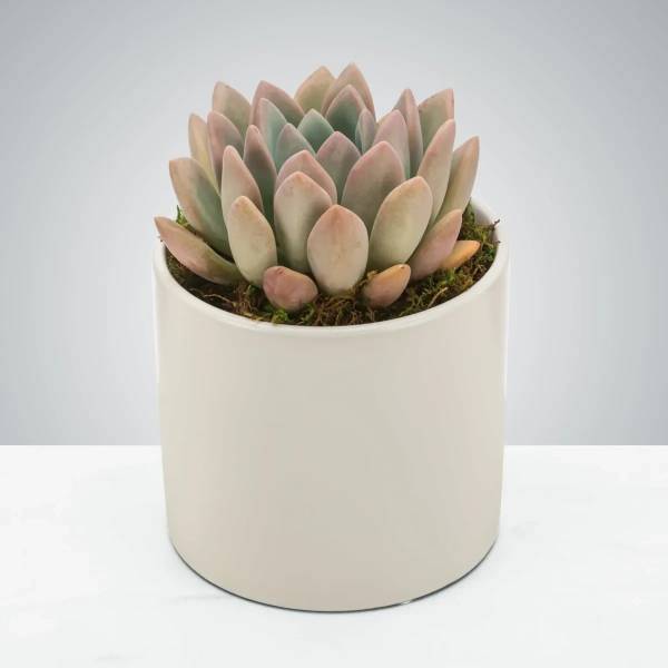 Succulent