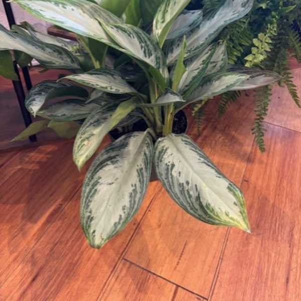 Potted variegated foliage plant with broad green-and-silver leaves