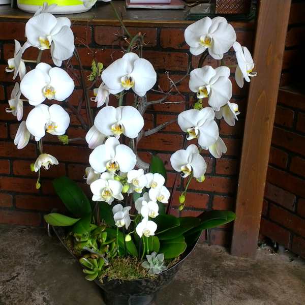 White orchids arranged in a black pot with green leaves