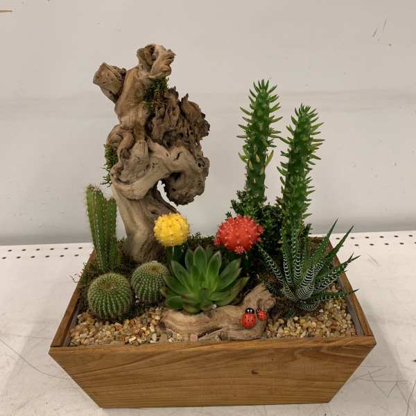 Cute Succulents