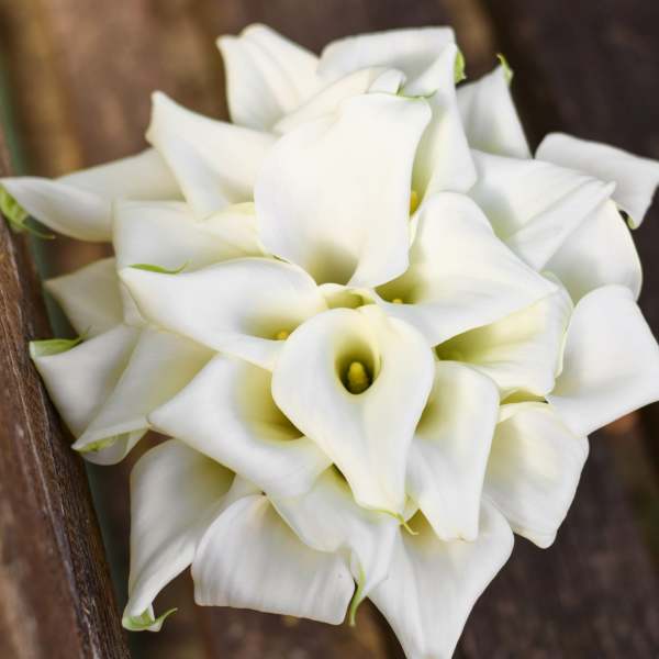 Cluster of white calla lilies arranged tightly together