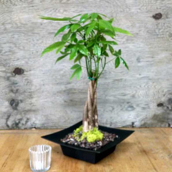 Zen Money Tree