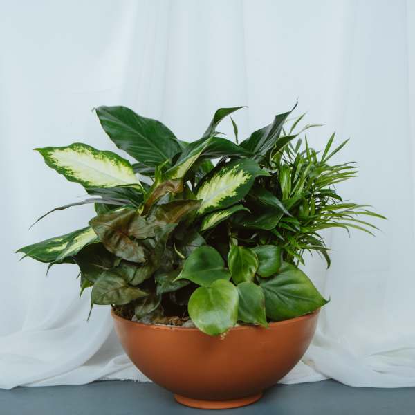 Terracotta Dish Garden 10in