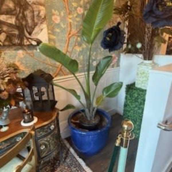 Bird of paradise