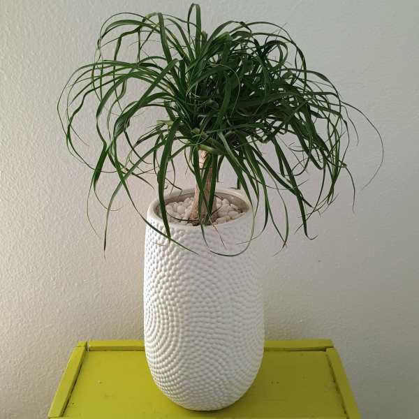 Ponytail Palm