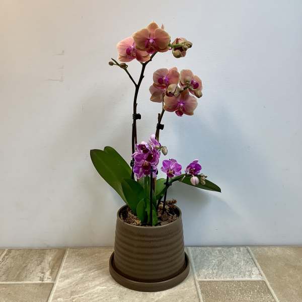 Potted Orchid Plants