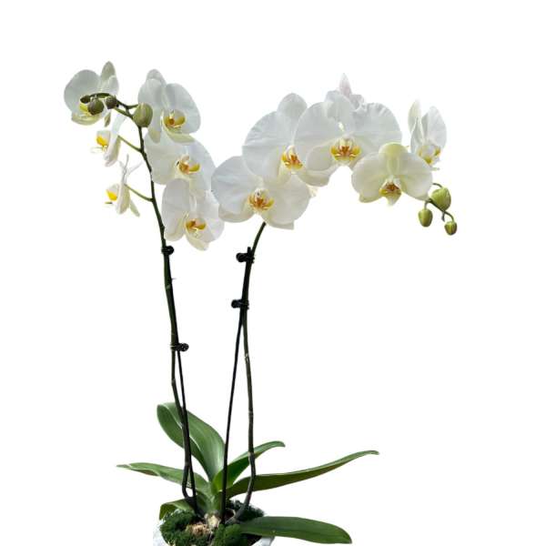 Sympathy Orchid