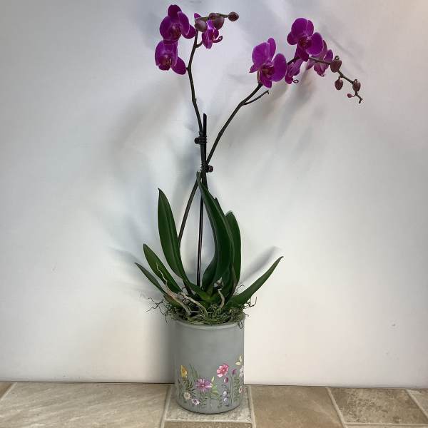 Potted purple orchid with long stems in a decorated container