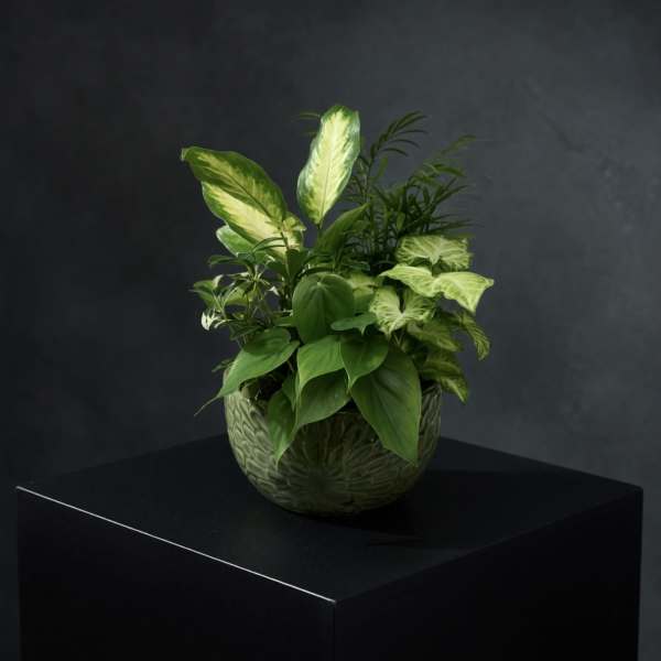 Plant Haven (Plants and container vary)