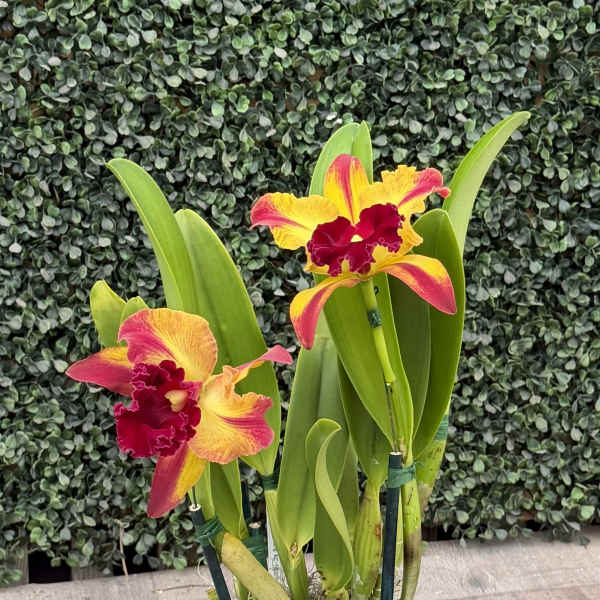 CATTLEYA ORCHID OF THE WEEK