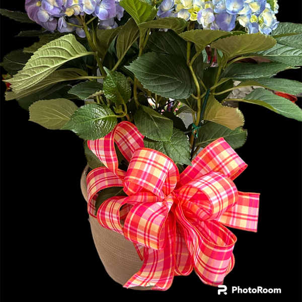 Hydrangea plant